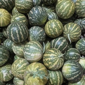 Kummutikkai / குமட்டிக்காய் / Thumbatikai (Citrullus colocynthis) 1 Kg